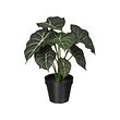 FEJKA - Tanaman tiruan dalam pot, dalam/luar ruang Alocasia, 12 cm