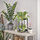 FEJKA - artificial potted plant, in/outdoor/hanging jasmine, 12 cm | IKEA Indonesia - PE965371_S1