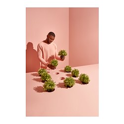 FEJKA - Tanaman tiruan dalam pot, timi, 9 cm