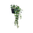 FEJKA - Artificial potted plant, in/outdoor/hanging Ivy, 12 cm