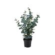 FEJKA - Artificial potted plant, in/outdoor eucalyptus, 15 cm