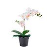 FEJKA - Artificial potted plant, Orchid white, 9 cm
