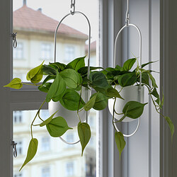 FEJKA - Tanaman tiruan dalam pot, dalam/luar ruang Golden Pothos/digantung, 12 cm