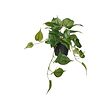 FEJKA - Tanaman tiruan dalam pot, dalam/luar ruang Golden Pothos/digantung, 12 cm