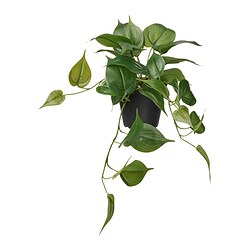 FEJKA - Tanaman tiruan dalam pot, dalam/luar ruang Golden Pothos/digantung, 12 cm