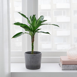 BOYSENBÄR - Plant pot, in/outdoor light grey, 9 cm
