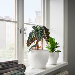 AMBRARÖNN - Plant pot, in/outdoor/white, 19 cm