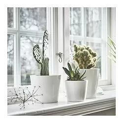 SOJABÖNA - Pot tanaman, putih, 12 cm