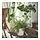 SOJABÖNA - pot tanaman, putih, 19 cm | IKEA Indonesia - PE903348_S1