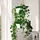 FEJKA - artificial potted plant, in/outdoor/hanging Ivy, 12 cm | IKEA Indonesia - PE782559_S1