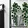FEJKA - artificial potted plant, in/outdoor/hanging Ivy, 12 cm | IKEA Indonesia - PE782560_S1