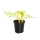 EPIPREMNUM 8 - Live plant, Sirih Gading (5 varieties) | IKEA Indonesia - 00001082_S1