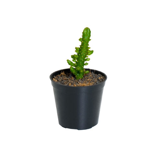 SUCCULENT 8 Live plant, Sukulen IKEA Indonesia