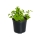 ENGLISH IVY 12 - Live plant, Ivy | IKEA Indonesia - 00001086_S1