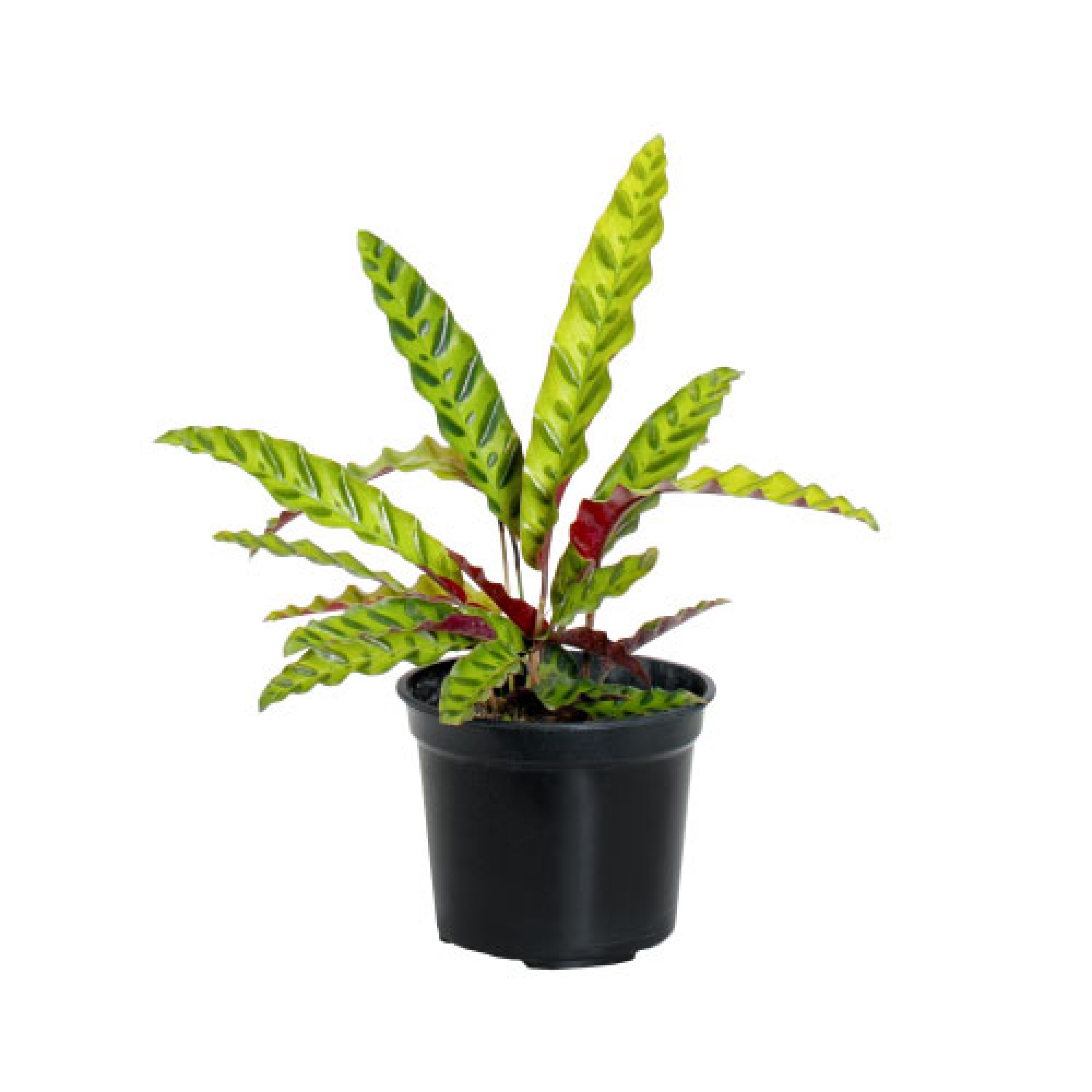  CALATHEA  INSIGNIS 20 Calatea Bulu  Ayam  IKEA Indonesia