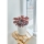 BEGONIA RED HEART - Live plant | IKEA Indonesia - 00001144_S1