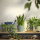 SOJABÖNA - plant pot, grey/green, 12 cm | IKEA Indonesia - 00586572_S1