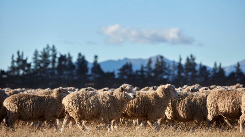 Hundreds of sheep grazing in the sunlight while producing wool for IKEA carpets.