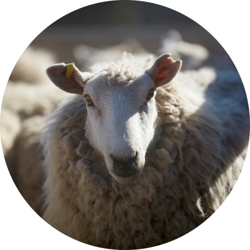 Growing on sheep, wool is a natural, sustainable and renewable material.