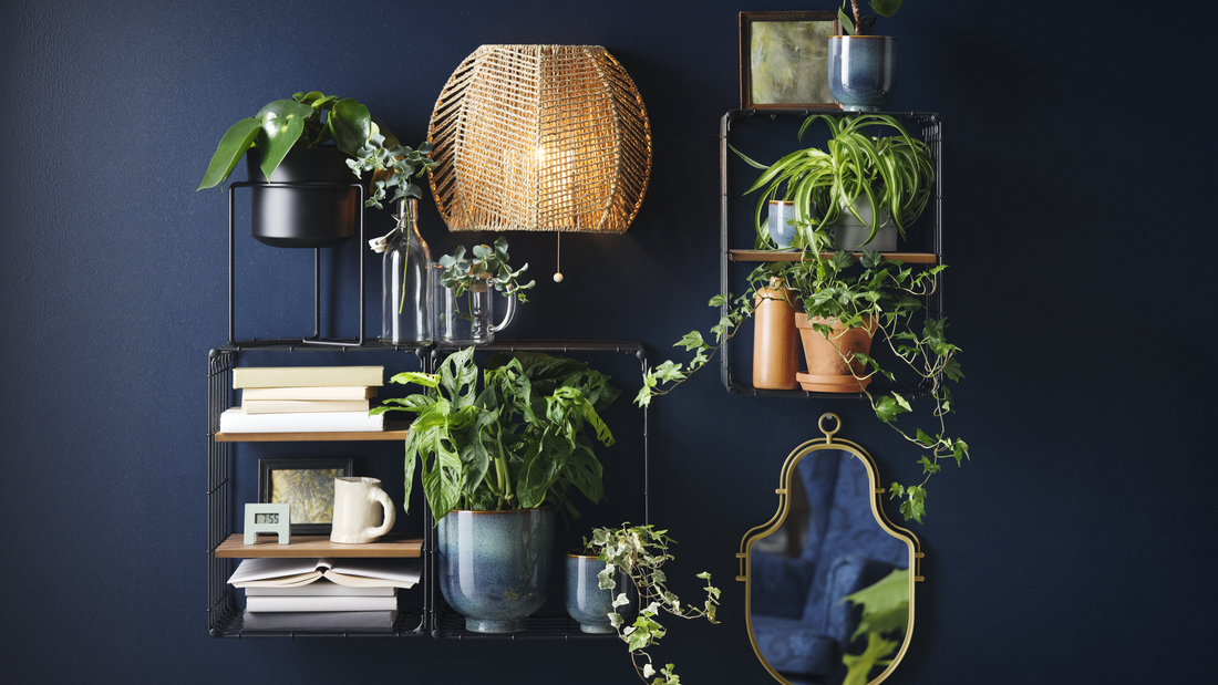 Tanaman hias di dinding