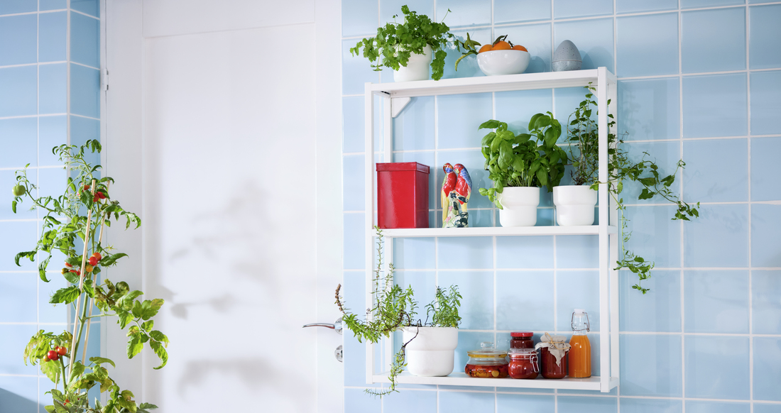 Tanaman hias di dinding