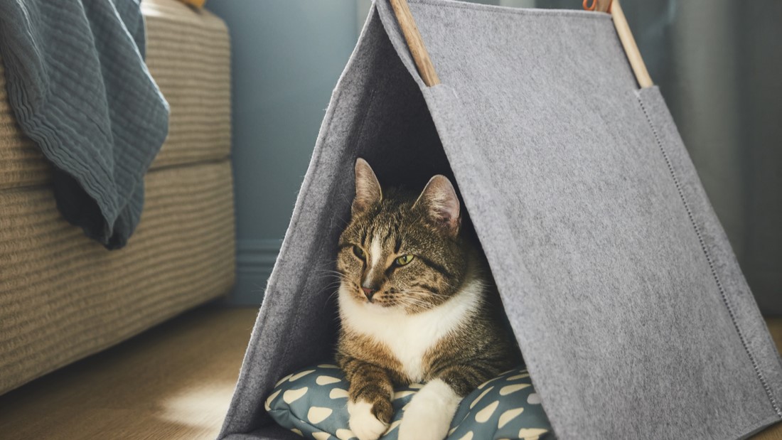 rumah kucing outdoor