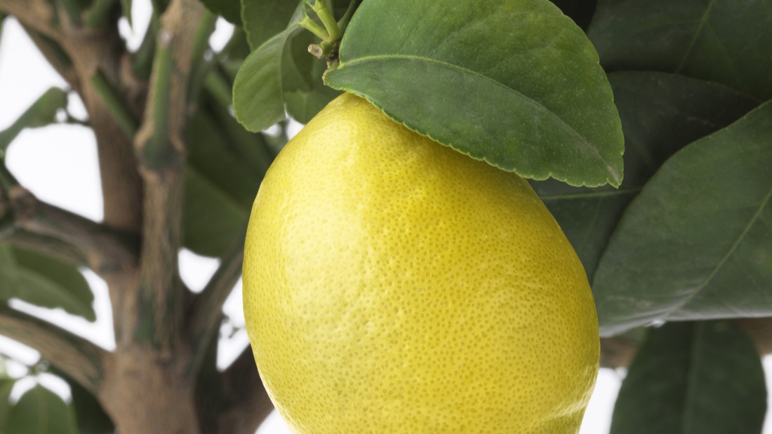 membersihkan gelas kaca yang kusam