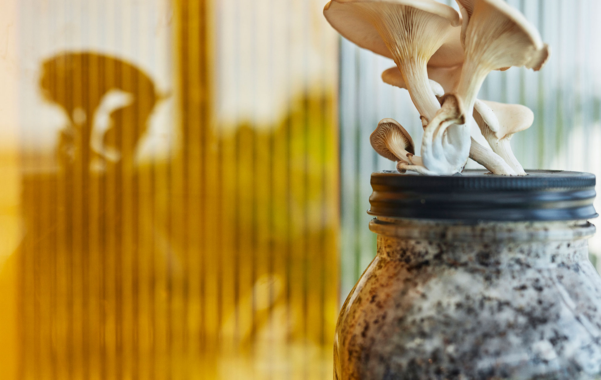Grow your own table top mushrooms – in coffee grounds
