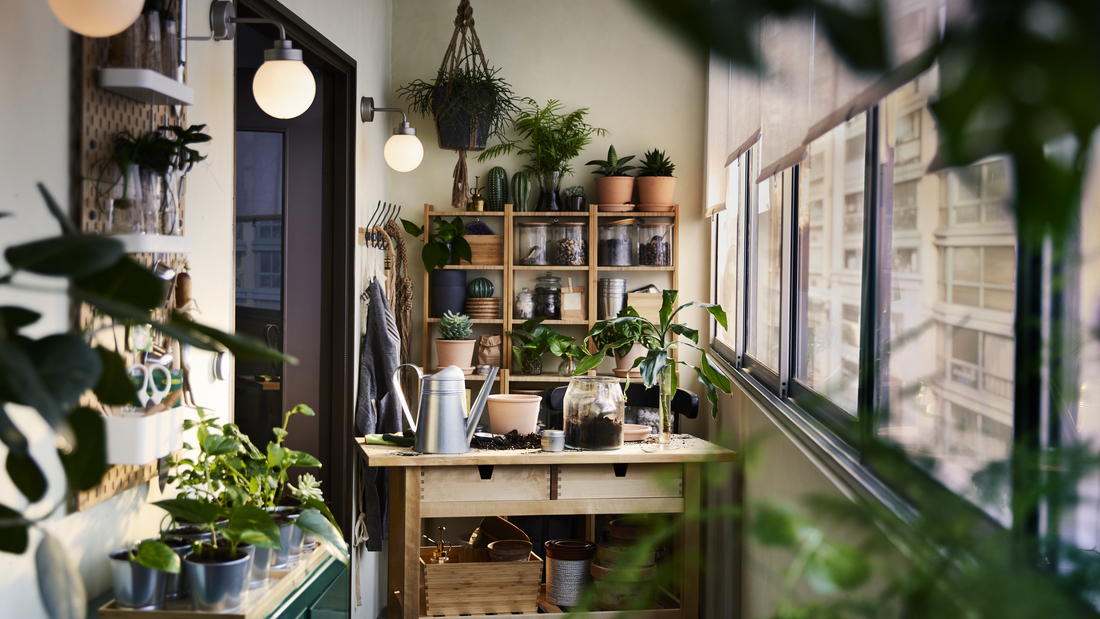 Wall decorative plants: Refreshing to the eyes, beautiful for the room